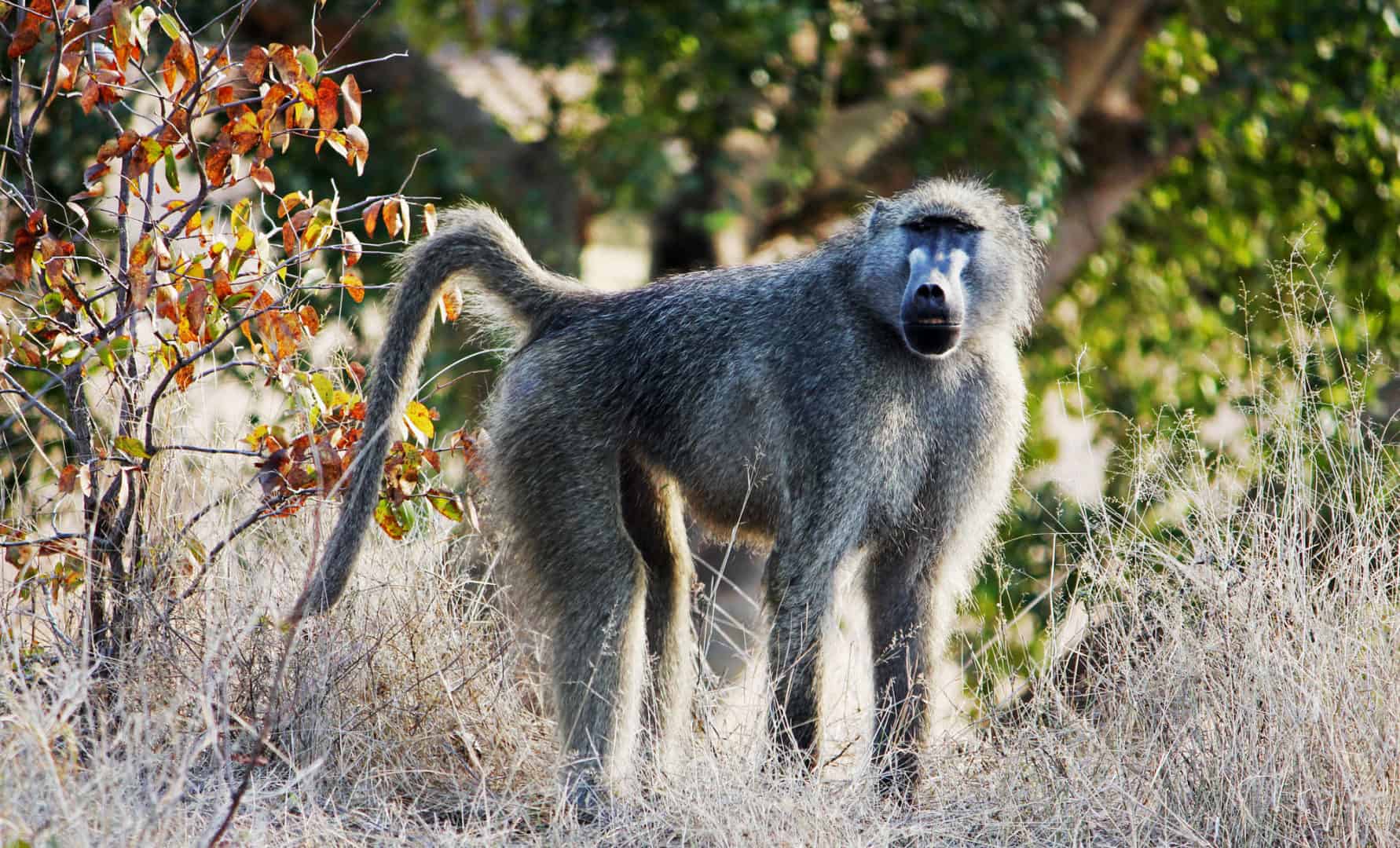 Demystifying The Myths Of The Kruger | Kurt Safari
