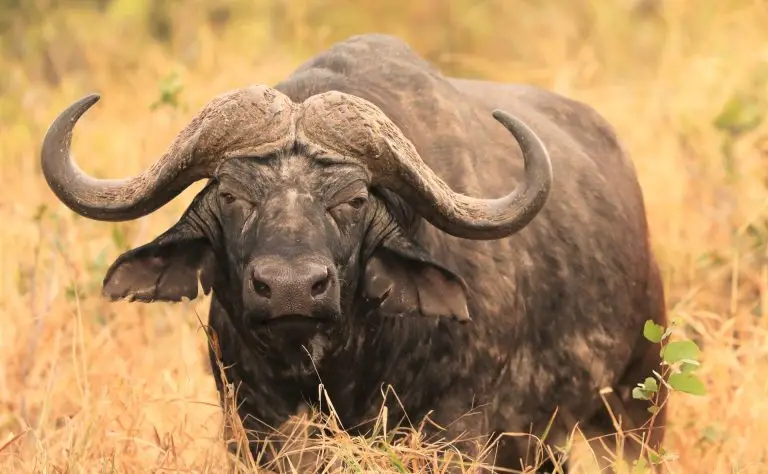 African buffalo in Kruger National Park, ideal for Kurt Safari wildlife tours, showcasing safari adventure in natural habitat.