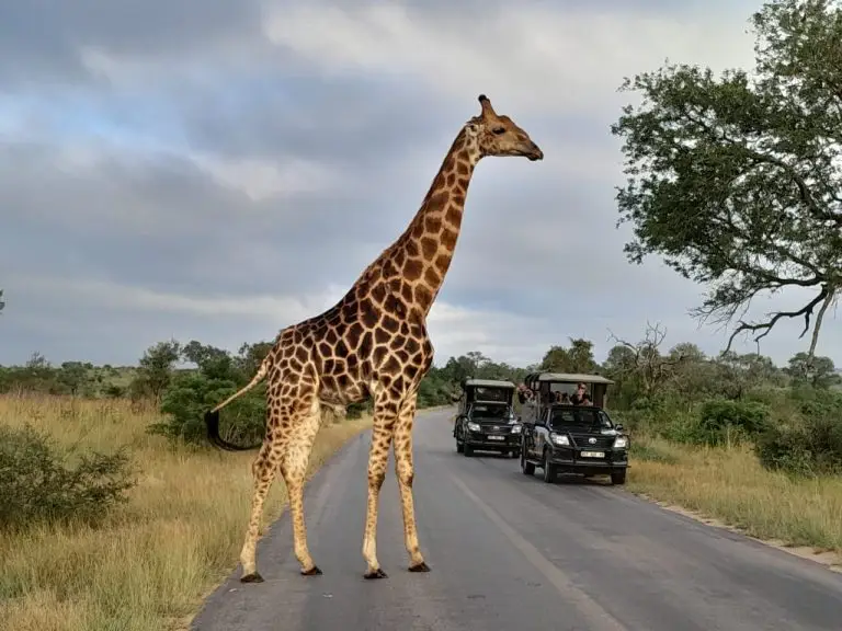 Giraffe crossing road on safari in Kruger Park with Kurt Safari vehicles in background, wildlife adventure, South Africa tour.