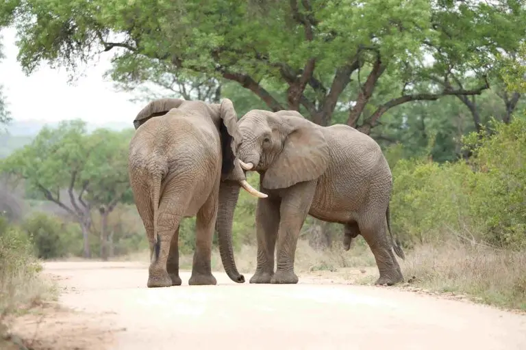 Two elephants on dirt road in Kruger National Park, lush green trees, wildlife safari experience with Kurt Safari.