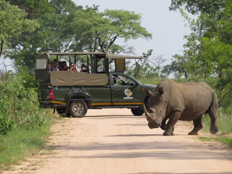 Safari vehicle encounters rhino crossing dirt road in Kruger National Park, offering wildlife tour experience.