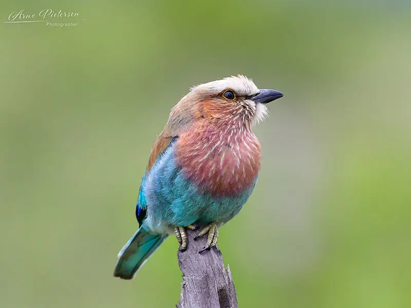 Lijsterdauw bij de borst zittend op een tak in Kruger National Park, levendige vogelstudie, Kurt Safari wildlife tours.