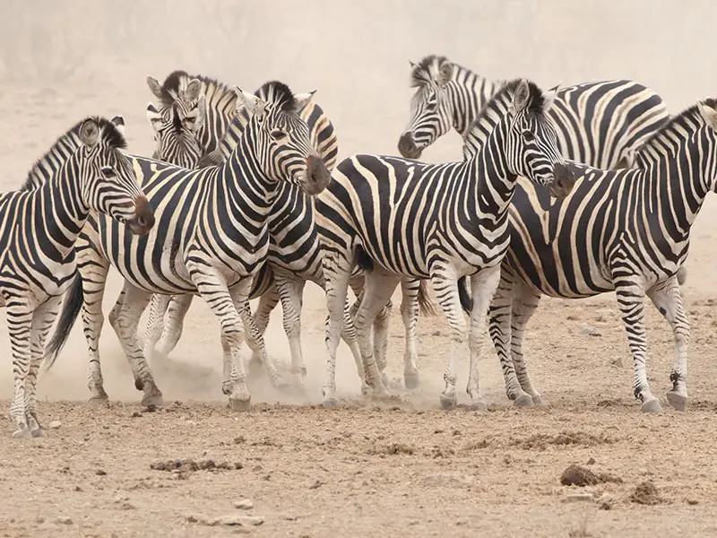 Een groep zebra's in Kruger National Park safari, natuurlijke habitat wildtour met Kurt Safari.