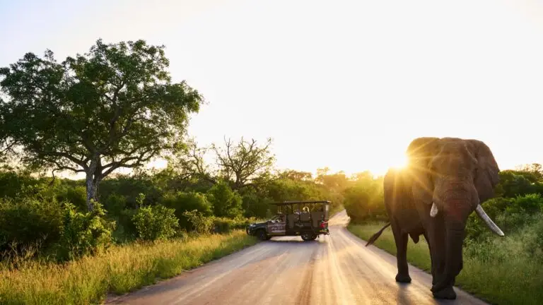 An elephant crosses a dirt road at sunset near a Kruger Gate Hotel safari vehicle, surrounded by bushveld trees