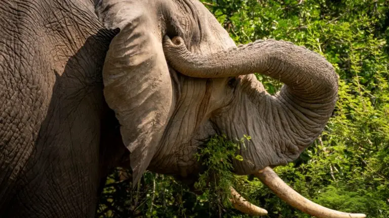 Elephant close-up feeding on green branches, trunk curled and tusks visible, in Kruger National Park