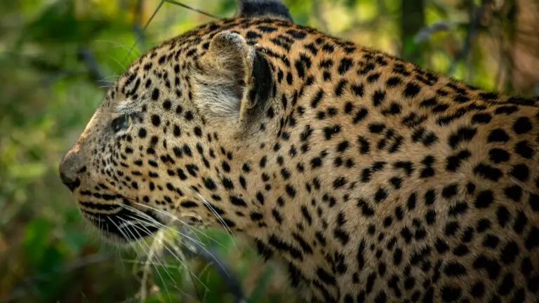 Close-up profile of a leopard's spotted face and whiskers among green bush in Kruger National Park